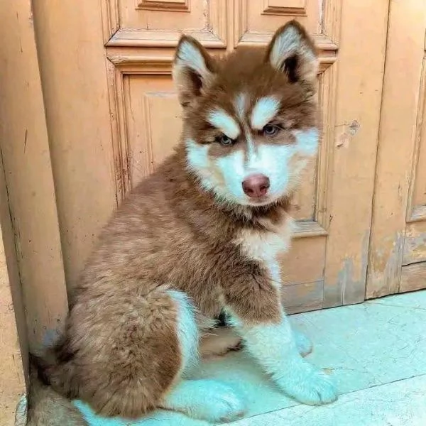 Cuccioli di Siberian Husky disponibili | Foto 1