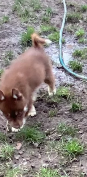 meraviglioso Cuccioli di Husky per adozione | Foto 1