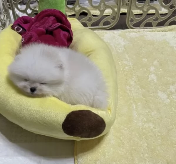pomerania maschio e femmina per ladozione | Foto 2