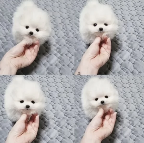 pomerania maschio e femmina per ladozione