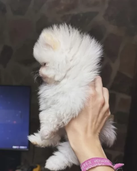 pomerania maschio e femmina per ladozione | Foto 1
