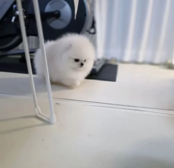 pomerania maschio e femmina per ladozione | Foto 0
