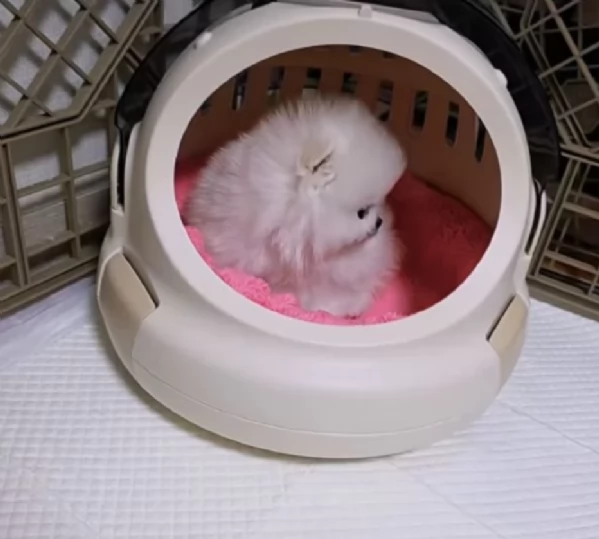 pomerania maschio e femmina per ladozione | Foto 0