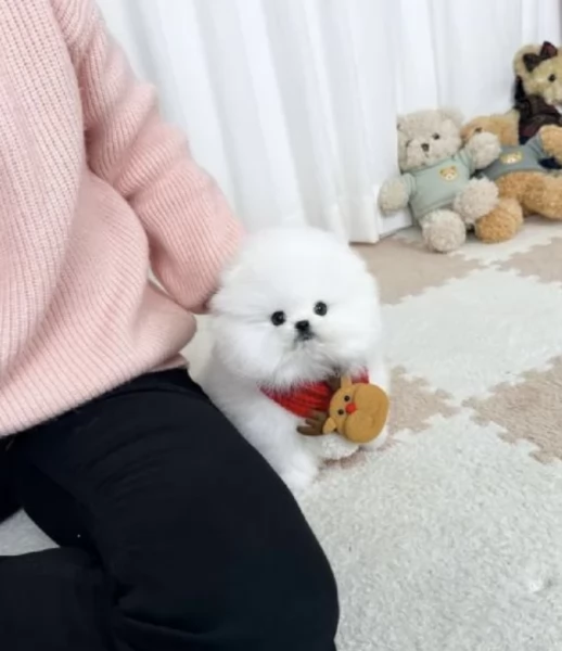 pomerania maschio e femmina per ladozione | Foto 4