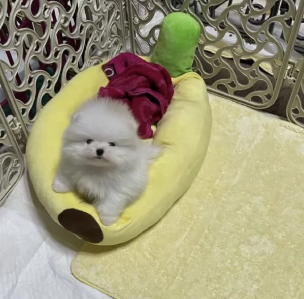 pomerania maschio e femmina per ladozione | Foto 1