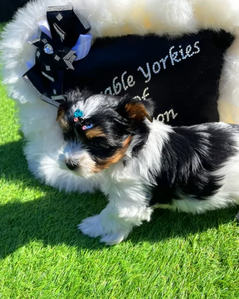dolcissimi e piccolissimi cuccioli Biewer Yorkshire per ladozione