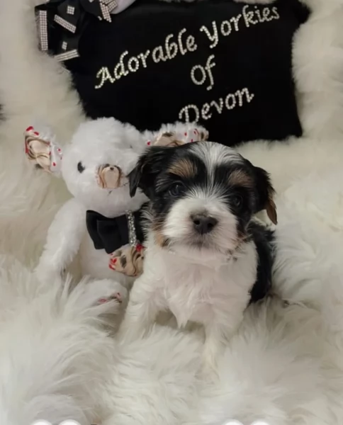 dolcissimi e piccolissimi cuccioli Biewer Yorkshire per ladozione | Foto 0
