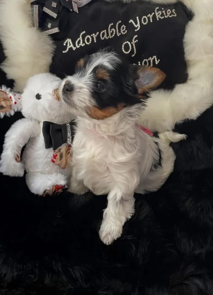 dolcissimi e piccolissimi cuccioli Biewer Yorkshire per ladozione | Foto 0