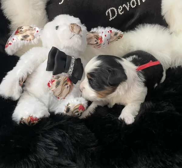 dolcissimi e piccolissimi cuccioli Biewer Yorkshire per ladozione | Foto 0