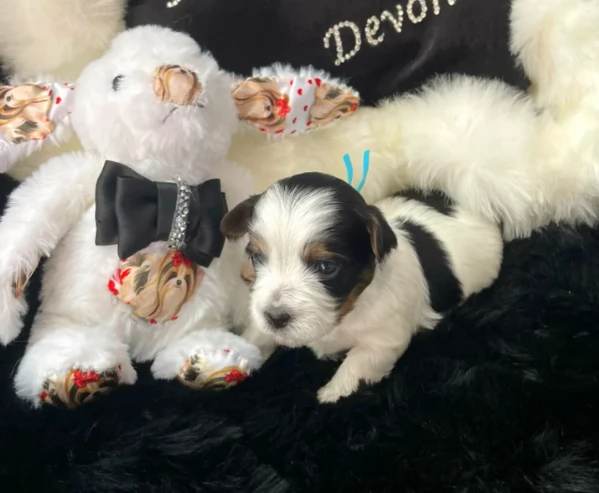dolcissimi e piccolissimi cuccioli Biewer Yorkshire per ladozione | Foto 4