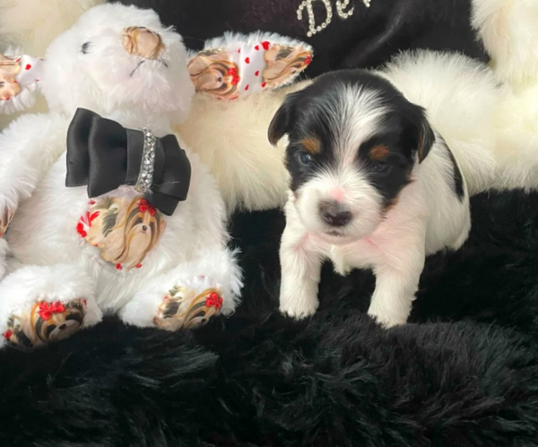 dolcissimi e piccolissimi cuccioli Biewer Yorkshire per ladozione | Foto 1