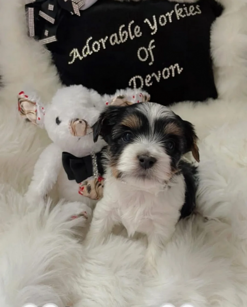 dolcissimi e piccolissimi cuccioli Biewer Yorkshire per ladozione | Foto 3