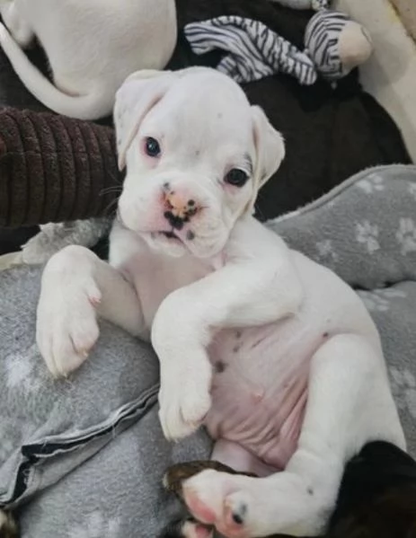 cuccioli di Boxer ALLEVATI CON AMORE per adozione | Foto 0