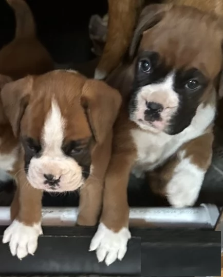 cuccioli di Boxer ALLEVATI CON AMORE per adozione | Foto 2