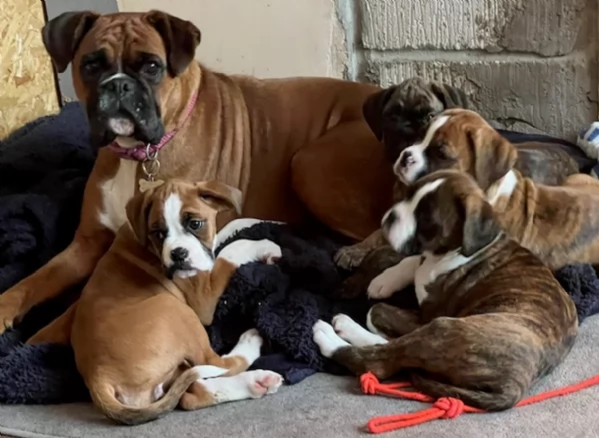 cuccioli di Boxer ALLEVATI CON AMORE per adozione