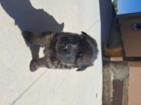 CUCCIOLI DI PASTORE TEDESCO DA PRIVATO | Foto 2