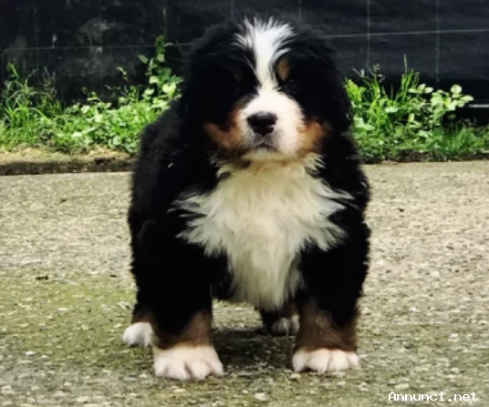 ~~~~Disponibili cuccioli BOVARO DEL BERNESE~~~