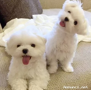 ~~~~~cuccioli di maltese ~~~