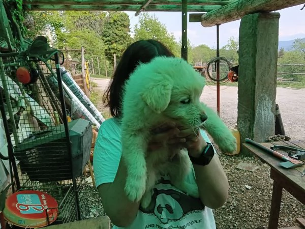 Regalo cuccioli 