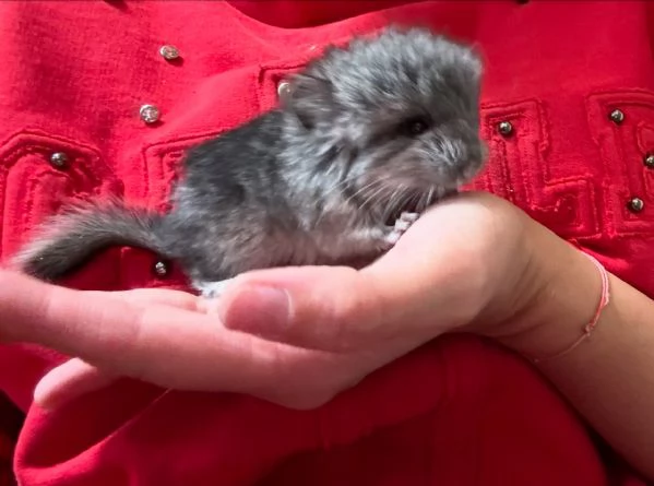 Cuccioli di cincill&agrave; 
