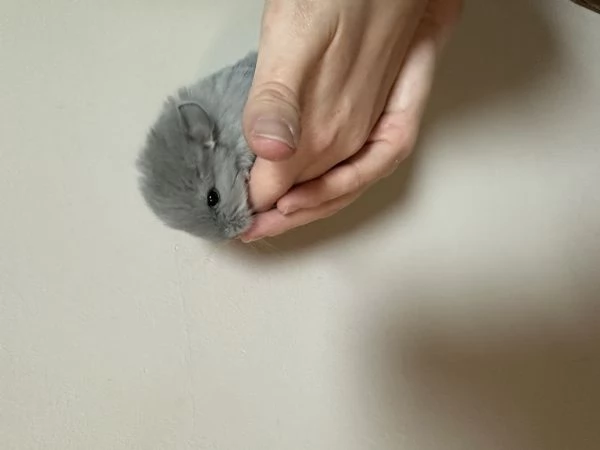 Cuccioli di cincill&agrave;  | Foto 5