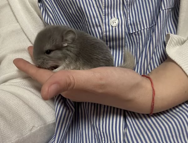 Cuccioli di cincill&agrave;  | Foto 4