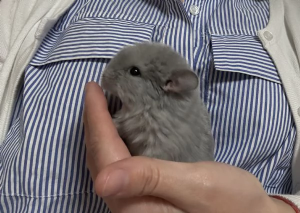 Cuccioli di cincill&agrave;  | Foto 3