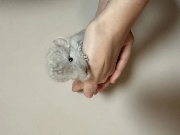 Cuccioli di cincill&agrave;  | Foto 2