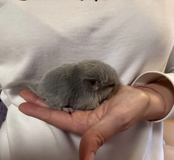 Cuccioli di cincill&agrave;  | Foto 1