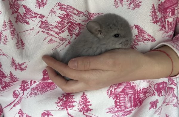 Cuccioli di cincill&agrave;  | Foto 0