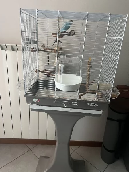 vendo cocorita allevata a mano+gabbia 