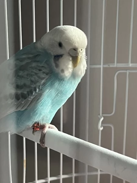 vendo cocorita allevata a mano+gabbia  | Foto 0