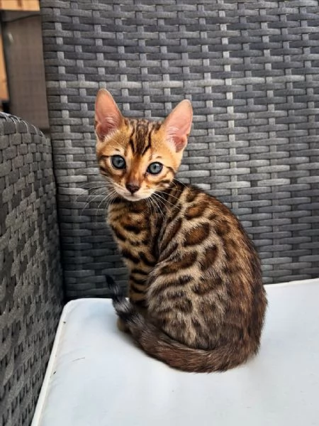 Gattini del Bengala | Foto 3