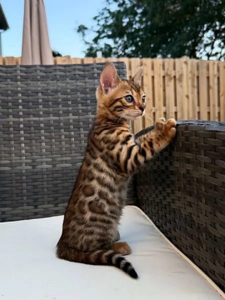 Gattini del Bengala | Foto 1