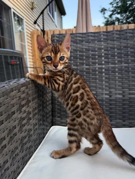 Gattini del Bengala | Foto 0