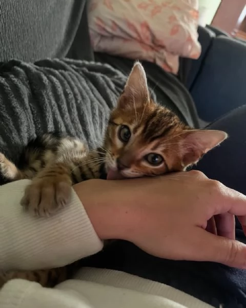 Gattini del Bengala – Amichevoli e socievoli | Foto 3