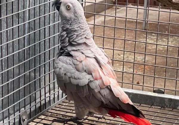 Pappagalli in vendita | Foto 3