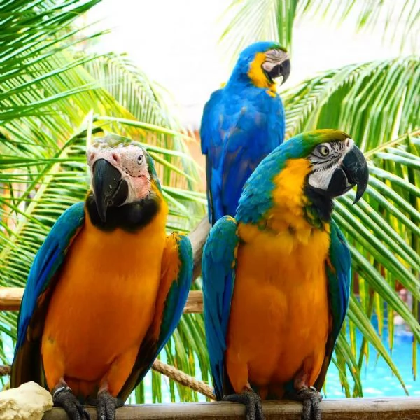 Pappagalli in vendita | Foto 2