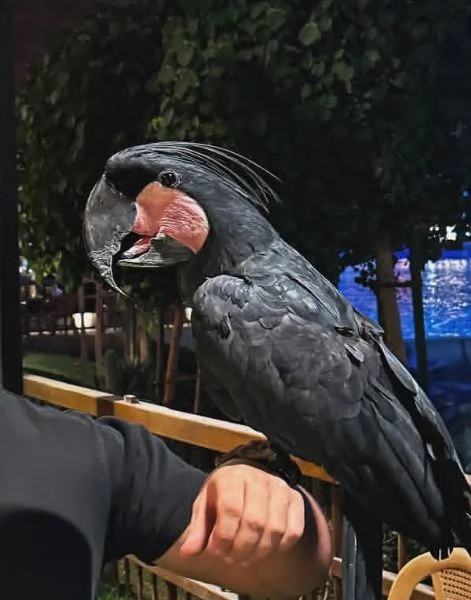 Pappagalli in vendita | Foto 1