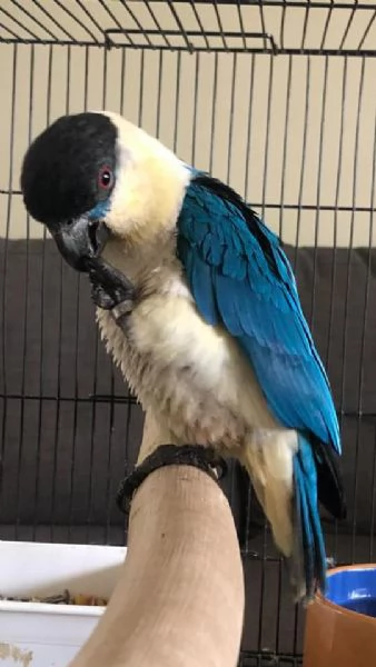 Pappagalli in vendita | Foto 0