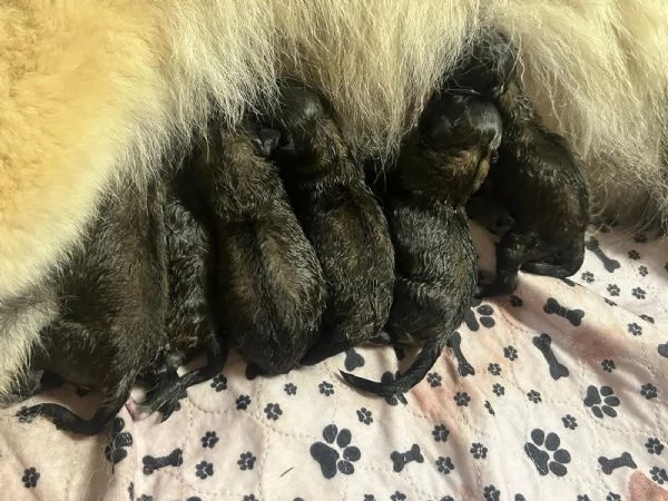 Cuccioli PASTORE BELGA TERVUEREN con Pedigree ENCI