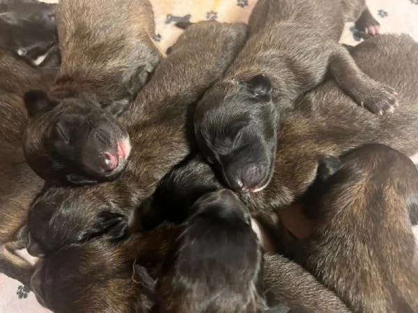 Cuccioli PASTORE BELGA TERVUEREN con Pedigree ENCI | Foto 1