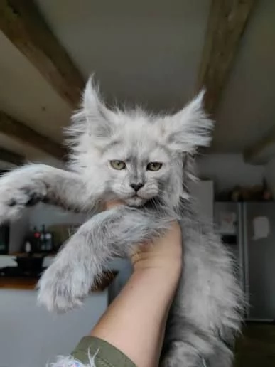 meravigliosi cuccioli di gatto