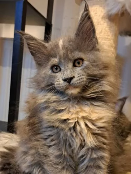 Maine Coon