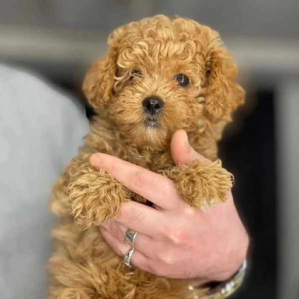 Cuccioli barboncino red toy con pedigree Enci | Foto 1