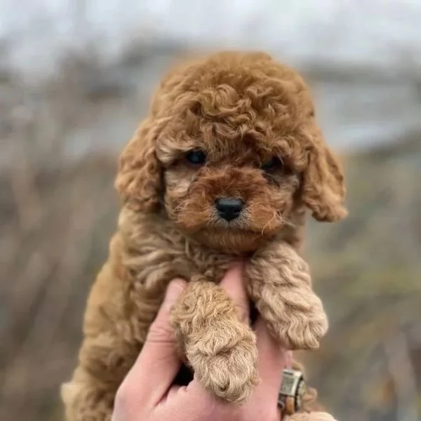 Cuccioli barboncino 