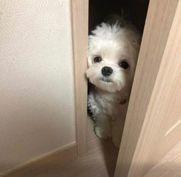  Maltese (cuccioli maschio e femmina) | Foto 0