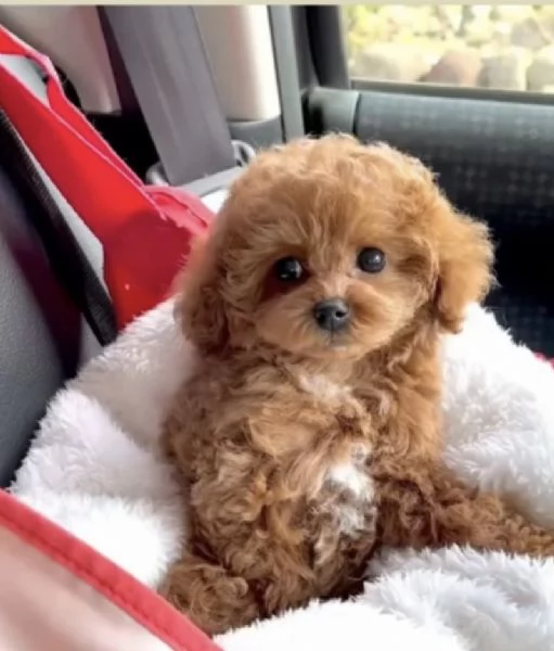 REGALO MINI chihuahua ne restano solo 5 | Foto 1