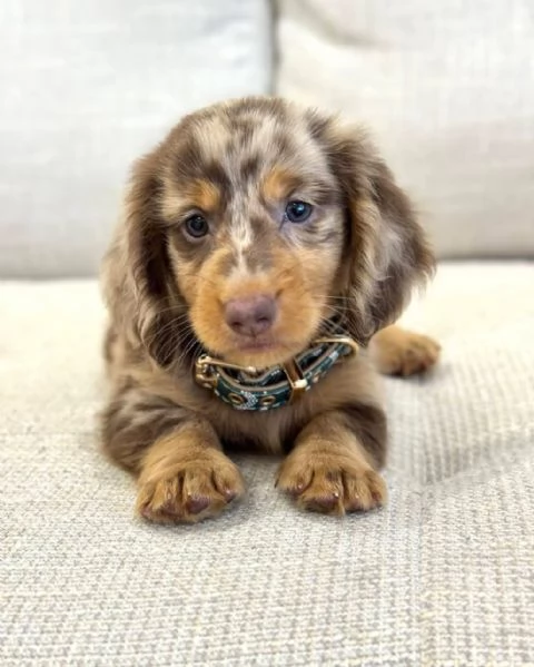  bassotto mini ne sono rimasti solo pochi