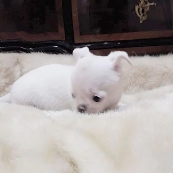 molto urgente. regalo chihuahua mini 2 rimasti  | Foto 0